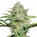Sensi Skunk Samonakvétací (Sensi Seeds) feminizovaná