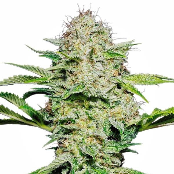 Sensi Skunk Samonakvétací (Sensi Seeds) feminizovaná