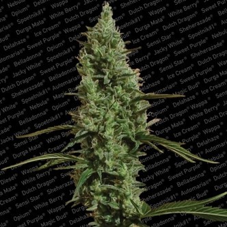 Atomical Haze (Paradise Seeds) feminizovan&aacute;