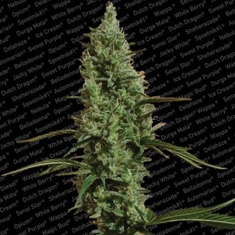 Atomical Haze (Paradise Seeds) feminizovan&aacute;