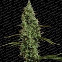 Atomical Haze (Paradise Seeds) feminizovaná