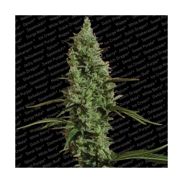 Atomical Haze (Paradise Seeds) feminizovaná