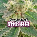 Crystal M.E.T.H. (Dr. Underground) feminizovaná