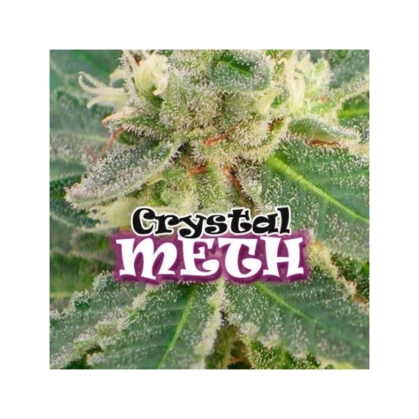 Crystal M.E.T.H. (Dr. Underground) feminizovaná