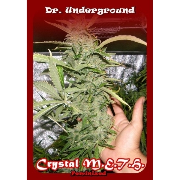 Crystal M.E.T.H. (Dr. Underground) feminizovaná