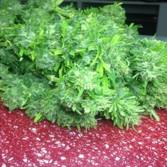 Crystal M.E.T.H. (Dr. Underground) feminizovaná