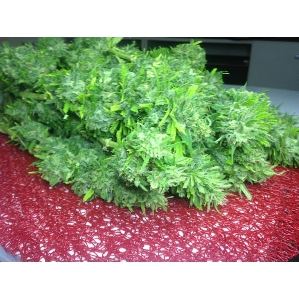 Crystal M.E.T.H. (Dr. Underground) feminizovaná