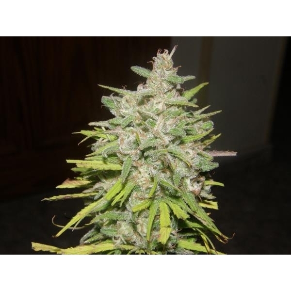 Crystal M.E.T.H. (Dr. Underground) feminizovaná