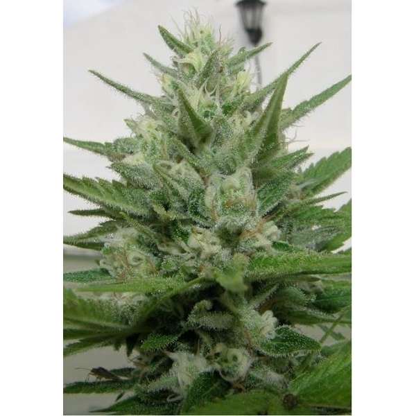 Crystal M.E.T.H. (Dr. Underground) feminizovaná