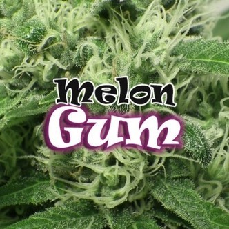 Melon Gum (Dr. Underground) feminizovan&aacute;