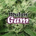 Melon Gum (Dr. Underground) feminizovaná