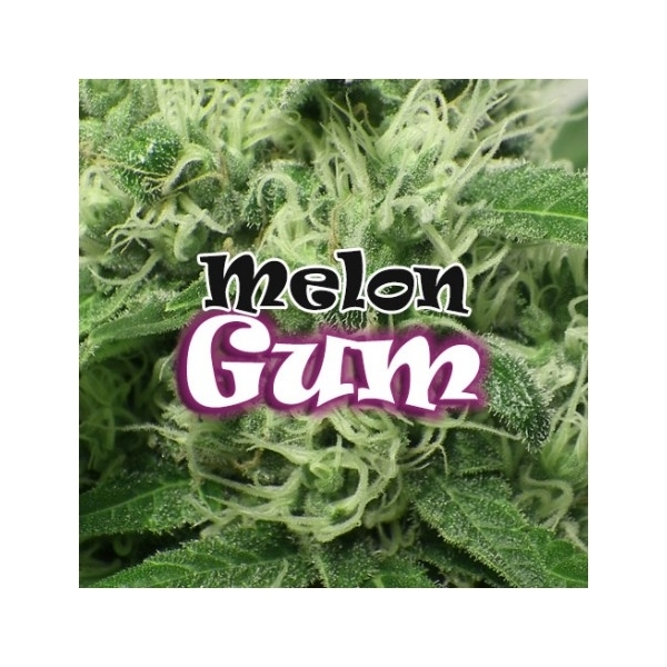 Melon Gum (Dr. Underground) feminizovaná