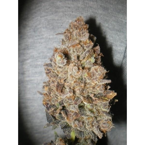 Melon Gum (Dr. Underground) feminizovaná