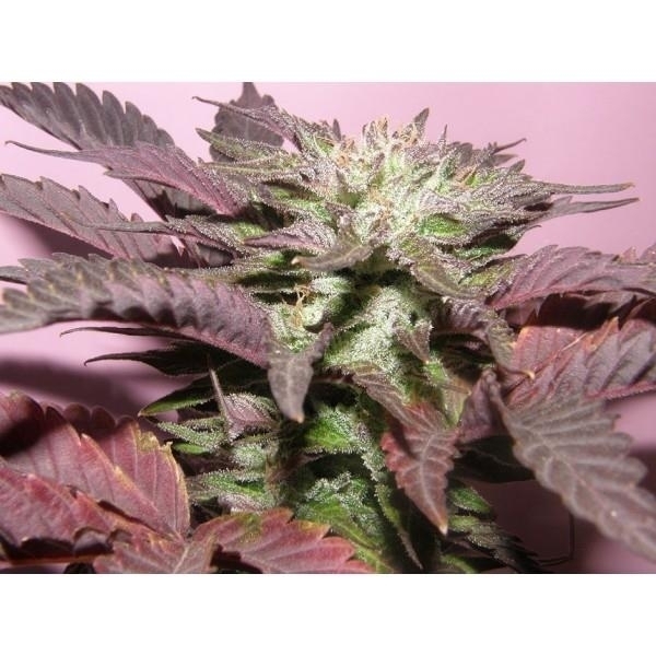 Melon Gum (Dr. Underground) feminizovaná