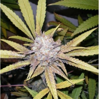 Melon Gum (Dr. Underground) feminizovaná