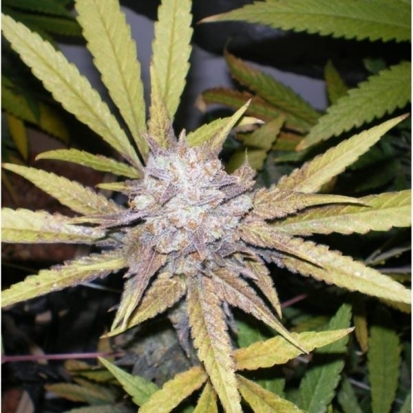 Melon Gum (Dr. Underground) feminizovaná