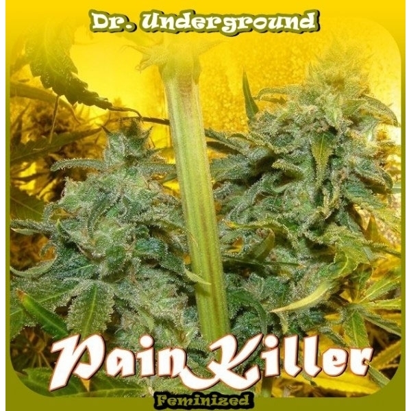 PainKiller (Dr. Underground) feminizovaná