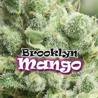 Brooklyn Mango (Dr. Underground) feminizovan&aacute;