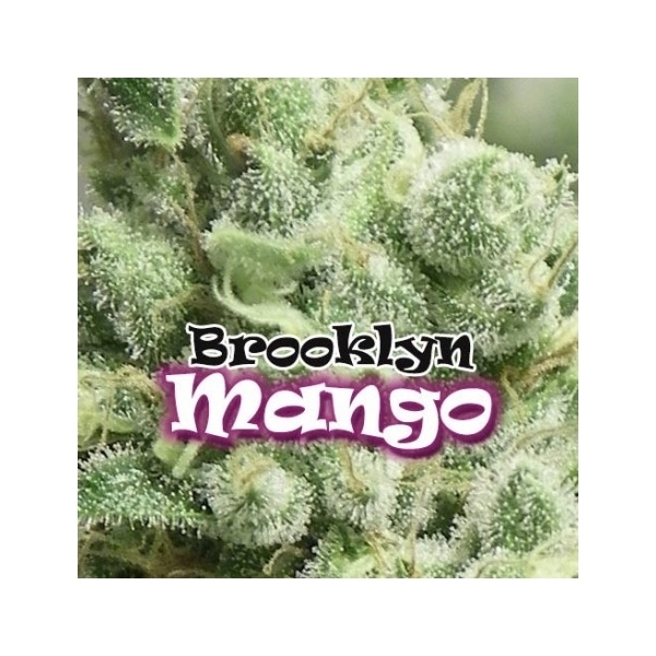 Brooklyn Mango (Dr. Underground) feminizovaná