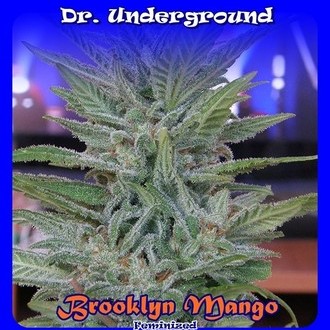 Brooklyn Mango (Dr. Underground) feminizovaná