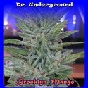 Brooklyn Mango (Dr. Underground) feminizovaná