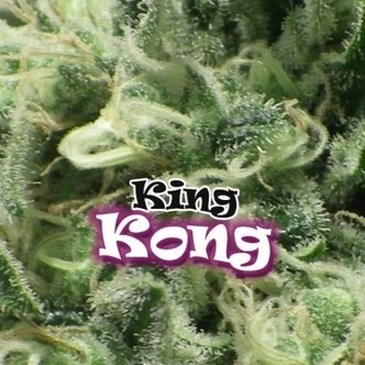 King Kong (Dr. Underground) feminizovan&aacute;
