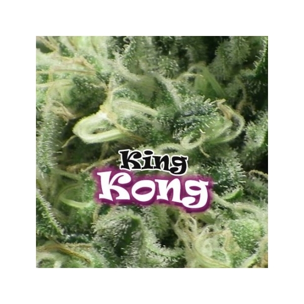 King Kong (Dr. Underground) feminizovaná