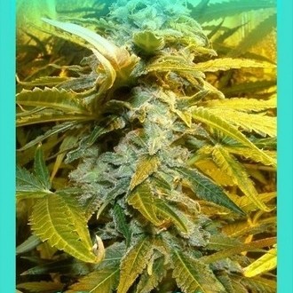 King Kong (Dr. Underground) feminizovaná