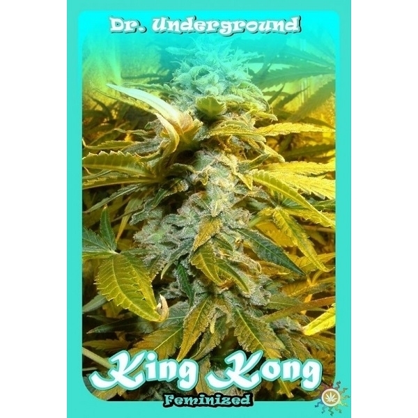 King Kong (Dr. Underground) feminizovaná