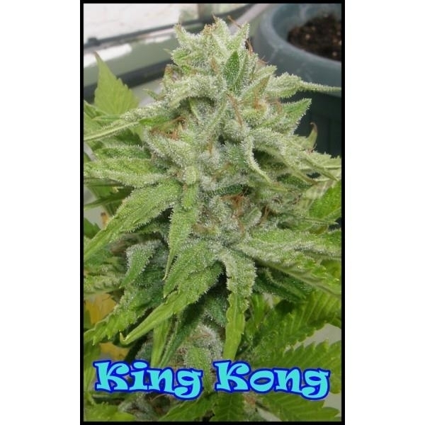 King Kong (Dr. Underground) feminizovaná