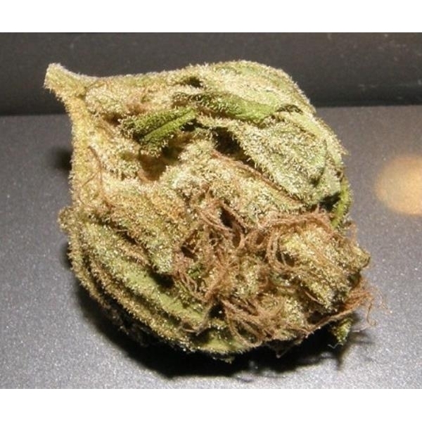 King Kong (Dr. Underground) feminizovaná