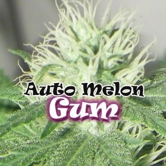 Auto Melon Gum (Dr. Underground) feminizovan&aacute;