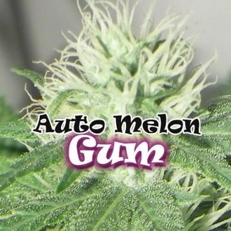 Auto Melon Gum (Dr. Underground) feminizovan&aacute;
