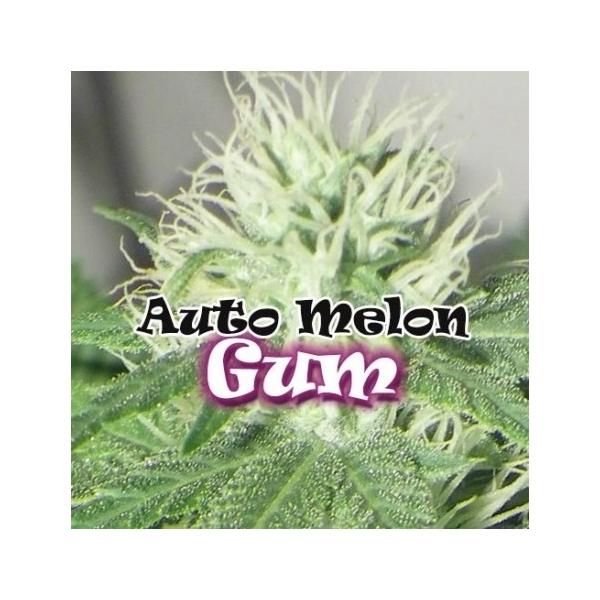 Auto Melon Gum (Dr. Underground) feminizovaná