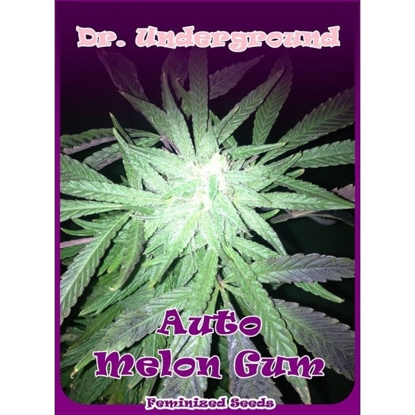 Auto Melon Gum (Dr. Underground) feminizovaná