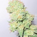 Y Griega CBD (Medical Seeds) feminizovaná