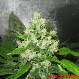 Y Griega CBD (Medical Seeds) feminizovaná
