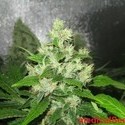 Y Griega CBD (Medical Seeds) feminizovaná