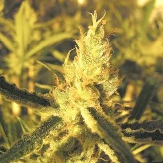 Y Griega CBD (Medical Seeds) feminizovaná