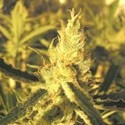 Y Griega CBD (Medical Seeds) feminizovaná