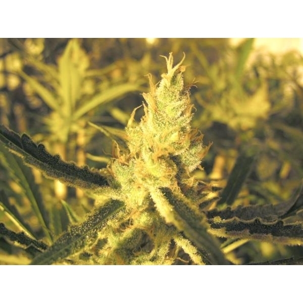 Y Griega CBD (Medical Seeds) feminizovaná