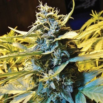 Auto Northern HOG (T.H.Seeds) feminizovan&aacute;