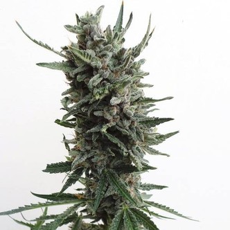 Auto Critical HOG (T.H.Seeds) feminizovan&aacute;