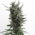 Auto Critical HOG (T.H.Seeds) feminizovaná