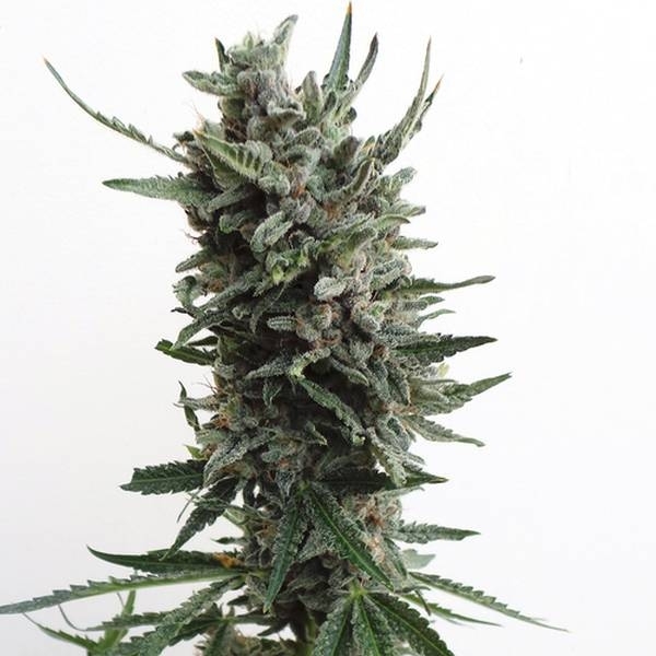 Auto Critical HOG (T.H.Seeds) feminizovaná