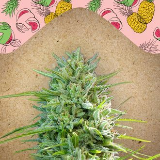 C99 (Female Seeds) feminizovan&aacute;