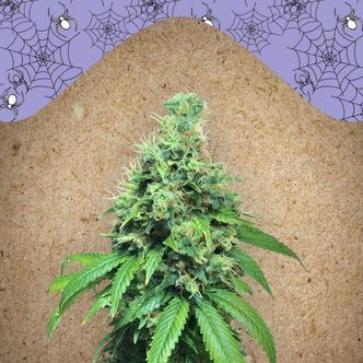 White Widow x Big Bud (Female Seeds) feminizovan&aacute;