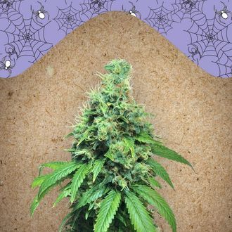 White Widow x Big Bud (Female Seeds) feminizovan&aacute;