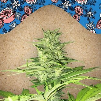 ICED Grapefruit (Female Seeds) feminizovan&aacute;