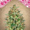 BubbleGummer (Female Seeds) feminizovaná